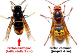 Difference frelon 1